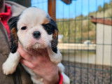 2 chiots femelles Cavaliers King Charles LOF à vendre