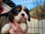 2 chiots femelles Cavaliers King Charles LOF à vendre
