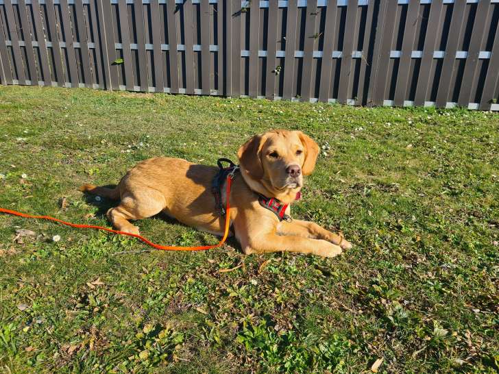 Beau chiot Golden croisé Beagle de 7 mois à vendre