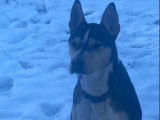 Tayron, Husky Sibérien de 6 ans à donner