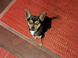 Cherche femelle Chihuahua pour saillie