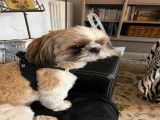 Mâle Shih Tzu disponible pour saillie