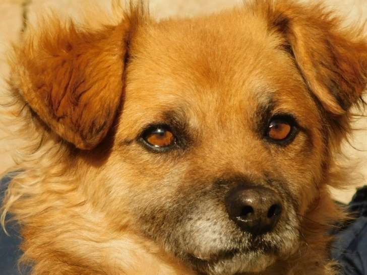 KAIRO, 6 kg petit chien génial et joyeux à adopter
