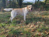 Mâle Labrador Retriever disponible pour saillie
