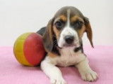 Chiots Beagle tricolores à vendre