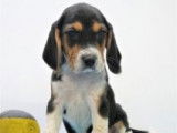 Chiots Beagle tricolores à vendre