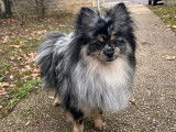 Mâle Spitz Allemand merle disponible pour saillie