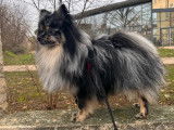 Mâle Spitz Allemand merle disponible pour saillie