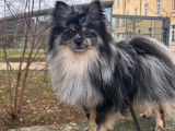Mâle Spitz Allemand merle disponible pour saillie