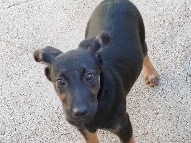 Prêt pour l'adoption : chiot femelle