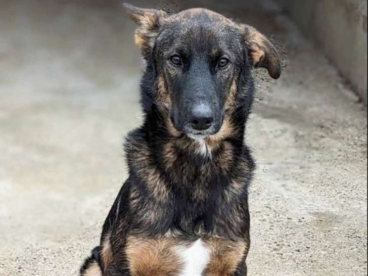 À accueillir : chiot mâle de 11 mois