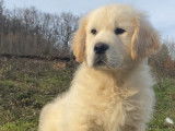 5 chiots m&acirc;les au pelage beige Golden Retrievers LOF &agrave; vendre