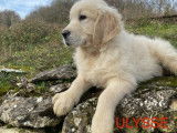 5 chiots m&acirc;les au pelage beige Golden Retrievers LOF &agrave; vendre