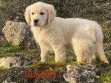 5 chiots m&acirc;les au pelage beige Golden Retrievers LOF &agrave; vendre
