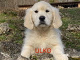 5 chiots m&acirc;les au pelage beige Golden Retrievers LOF &agrave; vendre