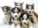Splendides chiots Husky à vendre