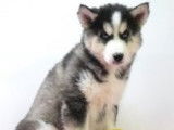 Splendides chiots Husky à vendre