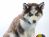 Splendides chiots Husky à vendre
