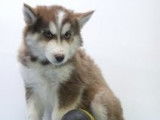 Splendides chiots Husky à vendre