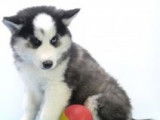 Splendides chiots Husky à vendre