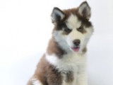 Splendides chiots Husky à vendre