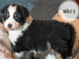 À réserver : 7 chiots Bergers Australiens LOF