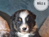 À réserver : 7 chiots Bergers Australiens LOF