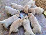 6 chiots Golden Retrievers LOF, de décembre 2023, à réserver