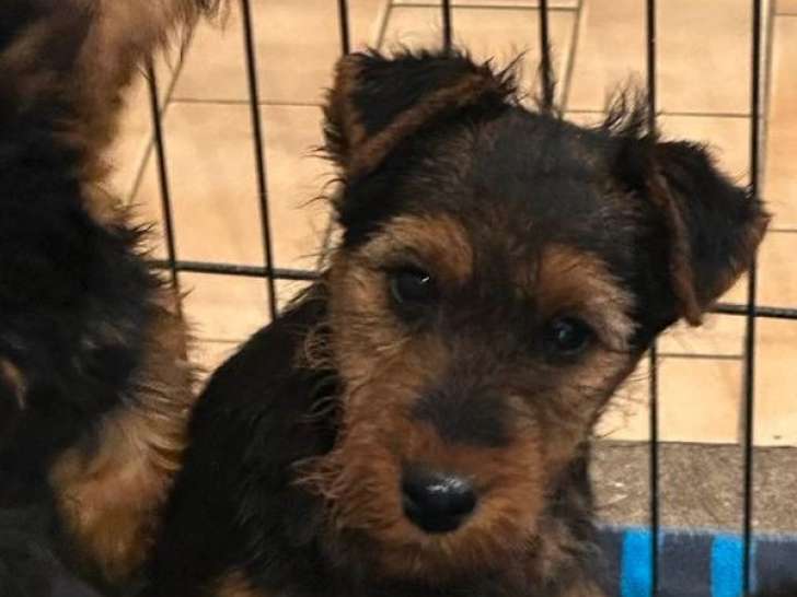 3 chiots Welsh Terriers mâles LOF à vendre