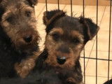 3 chiots Welsh Terriers mâles LOF à vendre