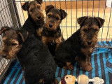 3 chiots Welsh Terriers mâles LOF à vendre