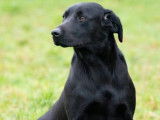 Chiot Labrador Retriever mâle LOF noir à vendre