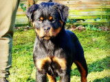 Chiot femelle Rottweiler LOF noir et feu &agrave; vendre