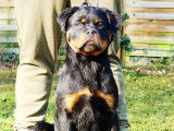 Chiot femelle Rottweiler LOF noir et feu &agrave; vendre