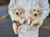 4 chiots Golden Retrievers LOF &agrave; vendre