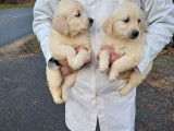 4 chiots Golden Retrievers LOF &agrave; vendre
