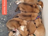 7 chiots Akita Inus LOF à réserver