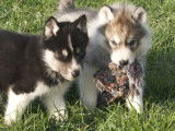 Un chiot mâle Husky Sibérien gris loup à la réservation (LOF)