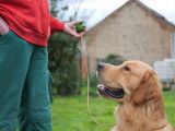 À réserver : 2 chiots Golden Retrievers LOF mâles de couleur sable