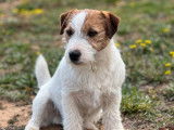 Chien Jack Russel Terrier LOF de 2 ans pour une saillie
