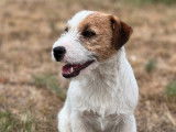 Chien Jack Russel Terrier LOF de 2 ans pour une saillie