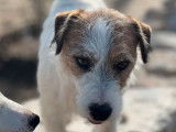 Chien Jack Russel Terrier LOF de 2 ans pour une saillie