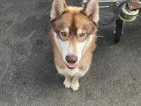 Mâle Husky Sibérien disponible pour saillie