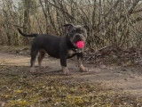 Chiots femelles American Bully de type micro ou pocket &agrave; vendre