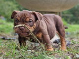 Chiots femelles American Bully de type micro ou pocket &agrave; vendre