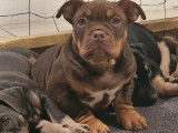 Chiots femelles American Bully de type micro ou pocket &agrave; vendre