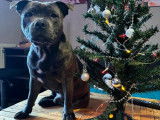 Mâle Staffordshire Bull Terrier bleu disponible pour saillie