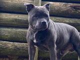Mâle Staffordshire Bull Terrier bleu disponible pour saillie