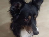 Chien adulte de type Border Collie Mâle à donner