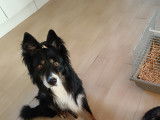 Chien adulte de type Border Collie Mâle à donner